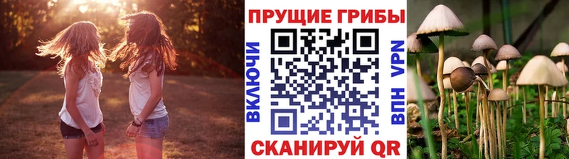 Псилоцибиновые грибы Cubensis нарко площадка формула Саки закладки