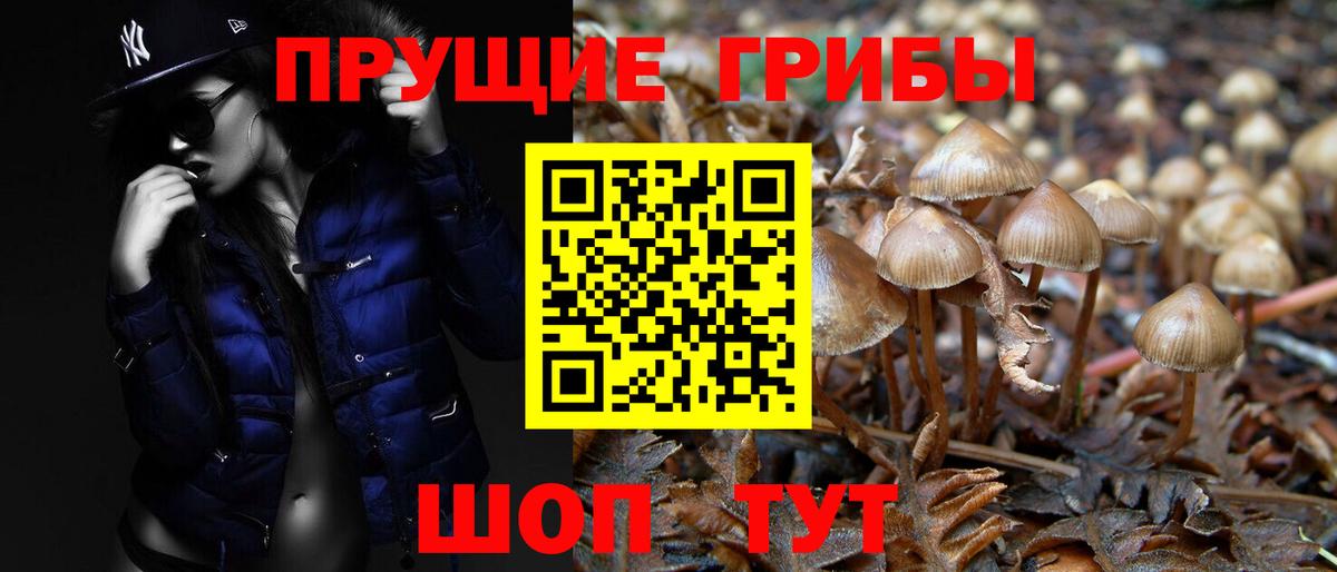 Галлюциногенные грибы Psilocybine cubensis  Вход с VPN  Саки  Псилоцибиновые грибы MAGIC MUSHROOMS 